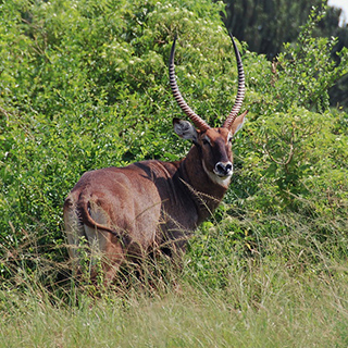 Murchison - Waterbok